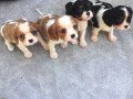stunning-blenheim-tri-puppies-ready-small-0
