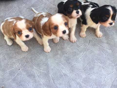 stunning-blenheim-tri-puppies-ready-big-0