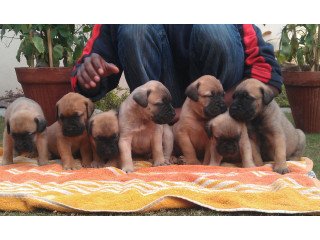 Stunning Bullmastiff Puppies For Sale