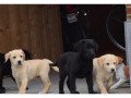 labrador-retriever-puppies-small-0