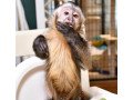 adorable-capuchin-monkeys-small-0