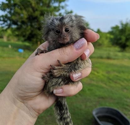 clean-and-special-x-mass-finger-marmoset-monkeys-big-0