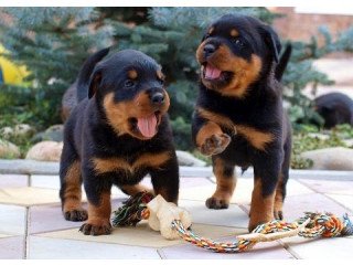 ASMale and female Rottweilerpuppies for sale