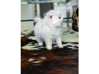 Male and female Pom puppies for sale