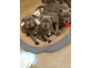 Blue Staffordshire bull terrier puppies,