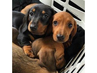 Dachshund puppies
