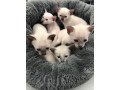 siamese-kittens-for-sale-small-0