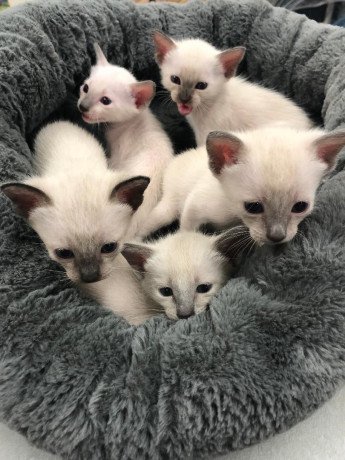 siamese-kittens-for-sale-big-0