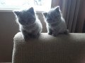 cute-british-short-hair-kittens-small-0