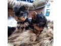 yorkshire-terrier-puppies-ready-now-small-0
