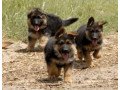 german-shepherd-pups-for-sale-small-0