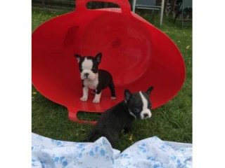 Boston Terrier Pups for Sale.