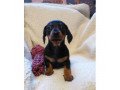 adorable-daschund-puppies-for-sale-small-0