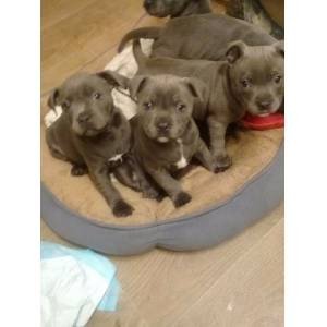 staffordshire-bull-terrier-puppies-for-sale-big-0