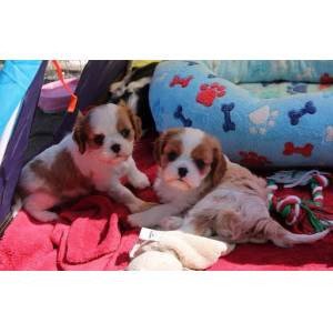 kc-cavalier-king-charles-puppies-for-sale-big-0