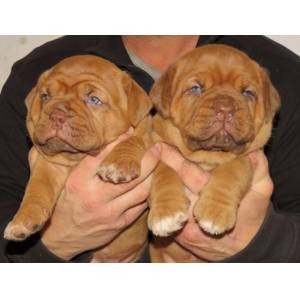beautiful-dogue-de-bordeaux-puppies-big-0