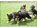 adorable-german-shepherd-puppies-looking-for-a-loving-home-small-0