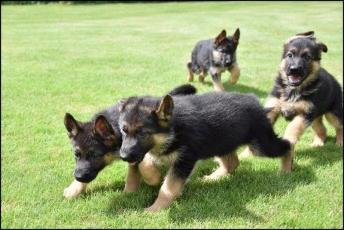 adorable-german-shepherd-puppies-looking-for-a-loving-home-big-0