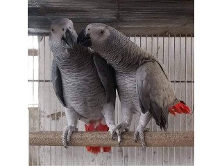 Hand Tame African Grey  Parrots With Rings