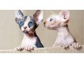 sphynx-and-bengal-kittens-available-for-adoption-small-1