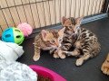 sphynx-and-bengal-kittens-available-for-adoption-small-0