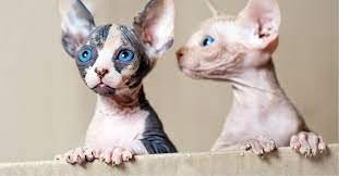 sphynx-and-bengal-kittens-available-for-adoption-big-1