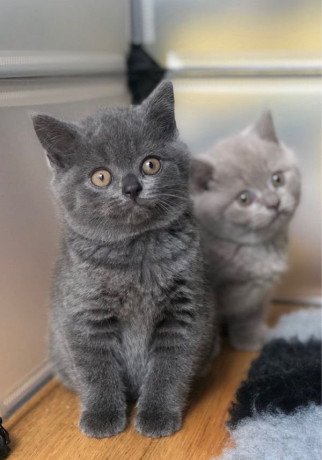 british-short-hair-kittens-big-0