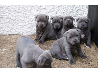 5 Stunning Energetic KC Blue Registered Staffordshire Bull Terriers Puppies For Sale