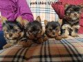 adorable-teacup-yorkie-puppies-small-0