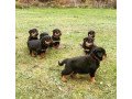 top-quality-rottweiler-puppies-small-0
