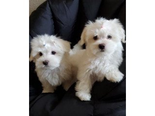 Male and female maltese  Puppies