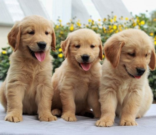 gorgeous-golden-retriever-puppies-big-0