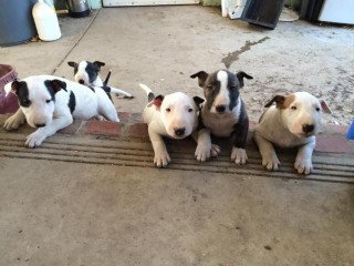 Gorgeous Bull Terrier Puppies For Sale