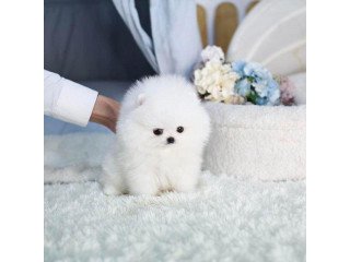 Gorgeous white Teacup Pomeranian Puppies