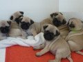 adorable-pug-puppies-small-0