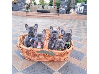 Ow-quality French Puppies ..