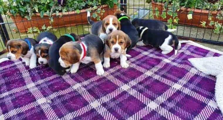 beautiful-beagle-puppies-big-0