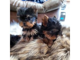 Yorkshire Terrier Puppies Ready Now!!!!!