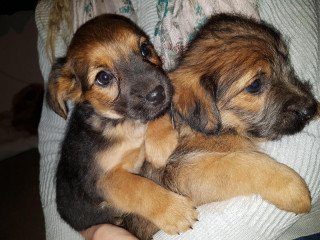 Adorable Border Terrier Puppies (kc Reg)