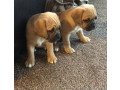 outstanding-puggle-pups-small-0