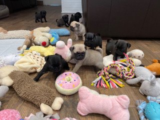 Kc Registered Pde Clear Pug Puppies