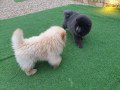 beautiful-red-kc-reg-chow-chow-puppies-small-0