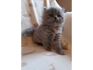 Gorgeous British Longhair Kittens For Sale!