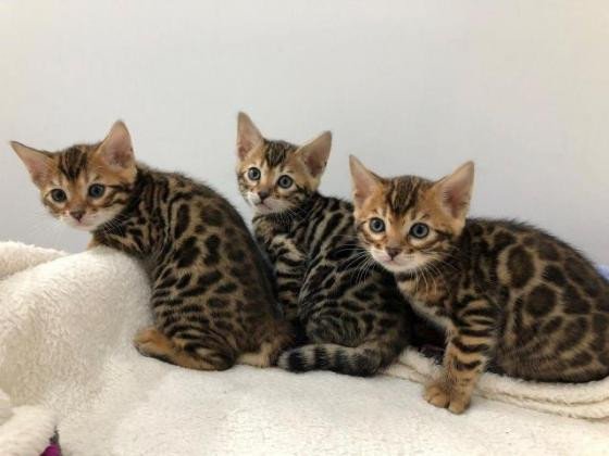 beautiful-bengal-female-and-male-kittens-ready-now-big-0