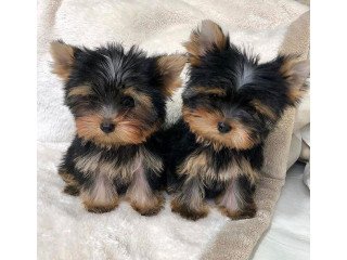 Teacup Yorkie Puppies for sale.