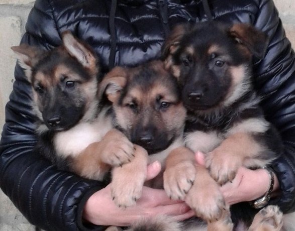 german-shepherd-puppies-big-0