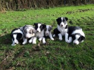 Chunky Border Collie Puppies.