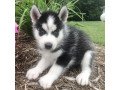 beautiful-siberian-husky-puppy-for-sale-small-0