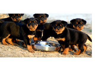 Top Quality Rottweiler Puppies +447440524997