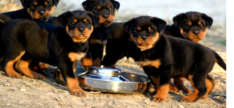 top-quality-rottweiler-puppies-447440524997-big-0